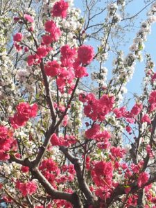 Fleurs de Bach by Olp