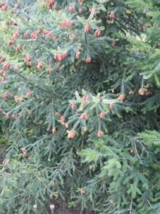 Fleurs de Bach by Olp